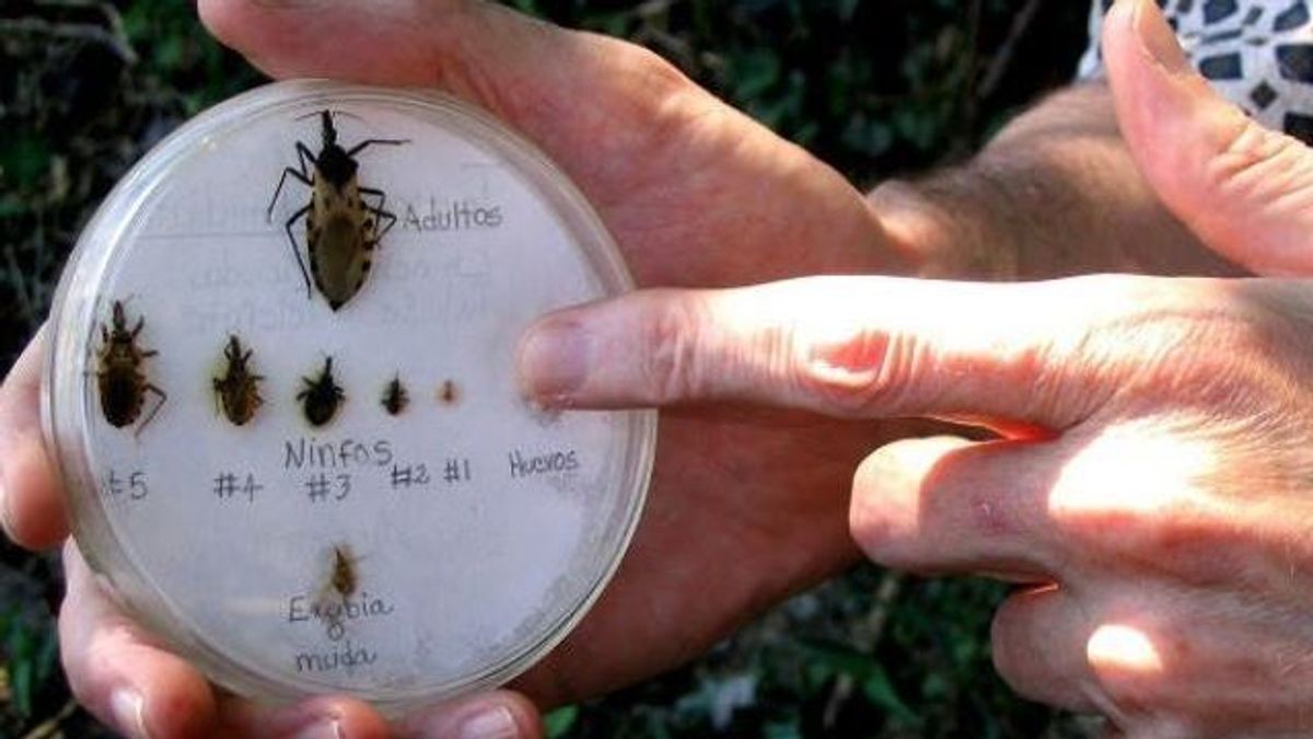 Día Mundial de la enfermedad de Chagas: qué es y la importancia de su detección