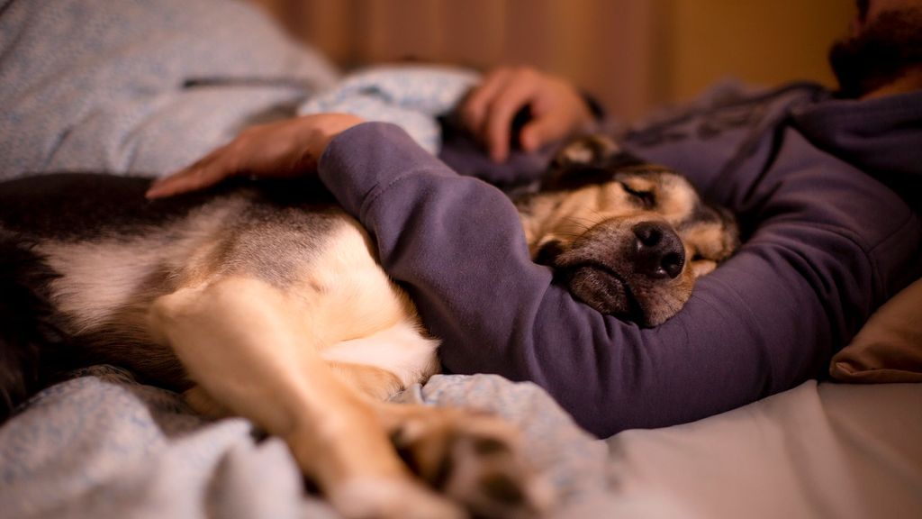 ¿Es mejor dormir con mascota o con otra persona?