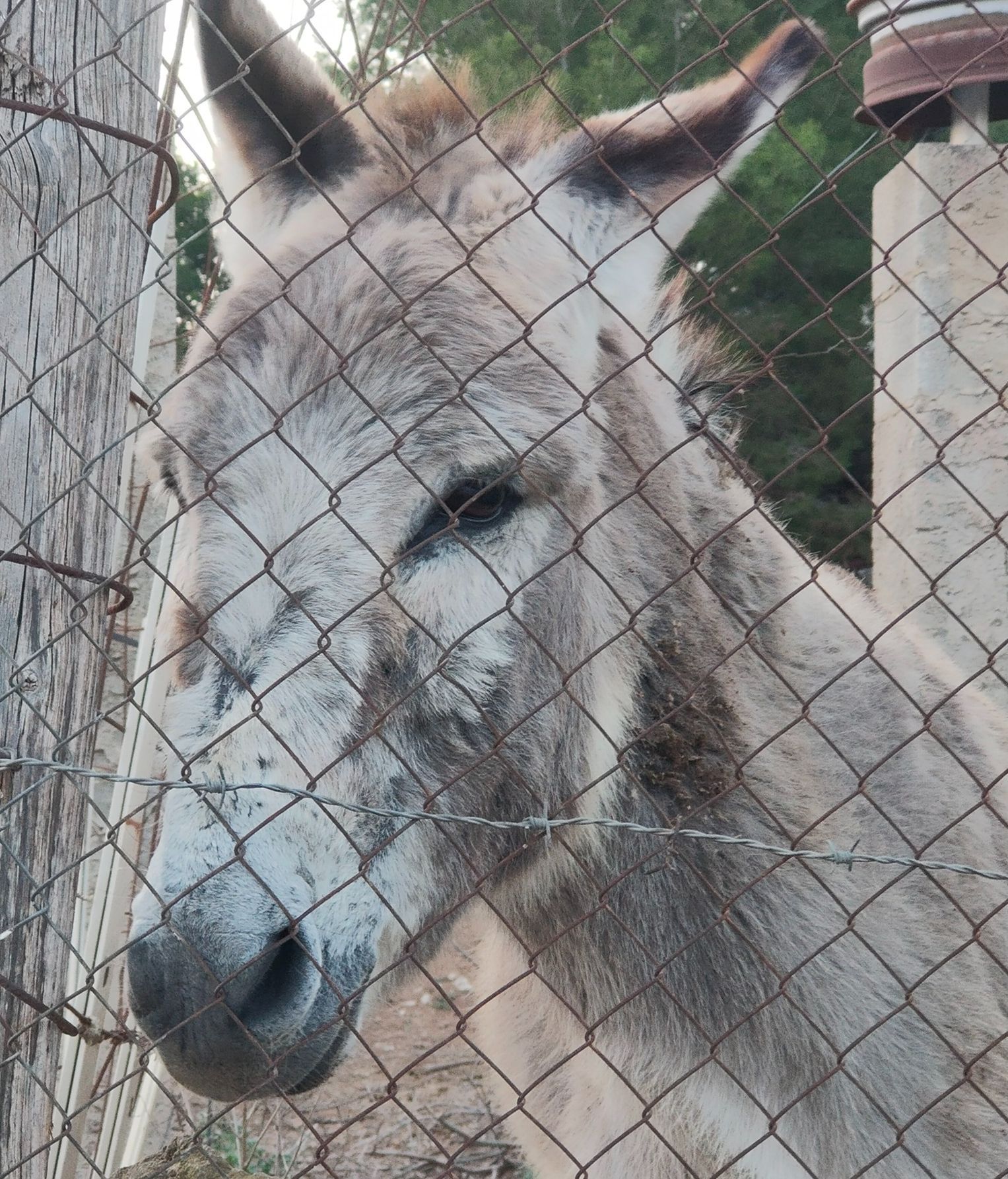 La protectora busca un santuario para el burro maltratado