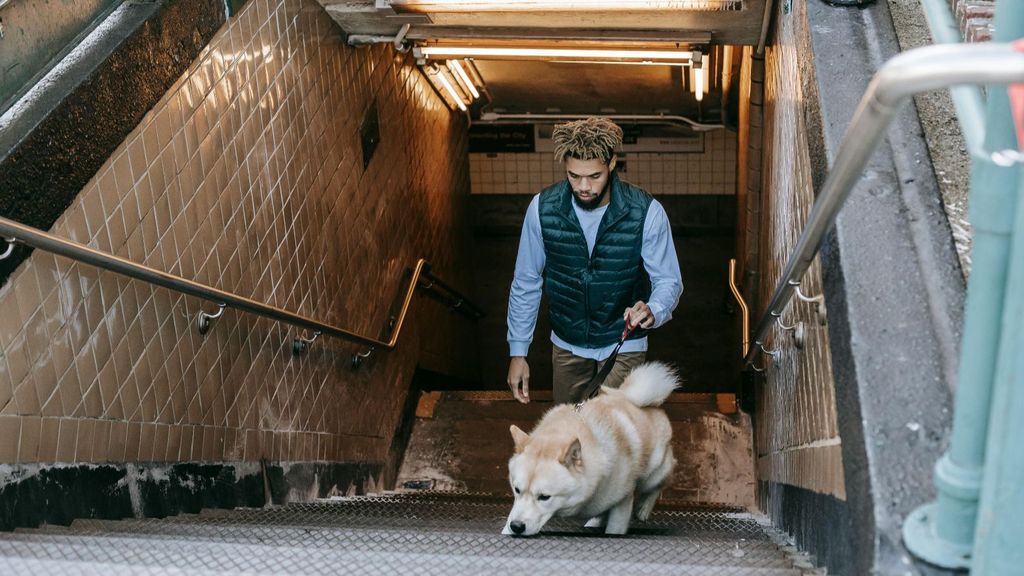 Perros en el metro