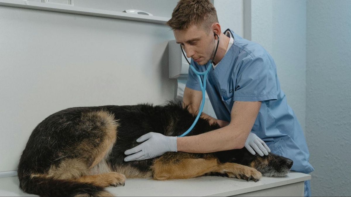 Un perro, atendido en el veterinario