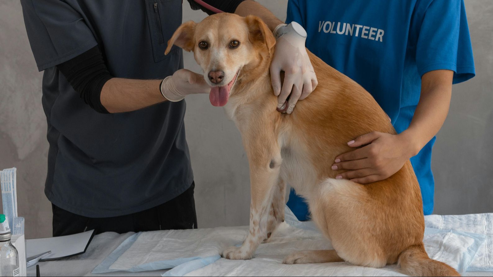 Un perro, atendido en el veterinario