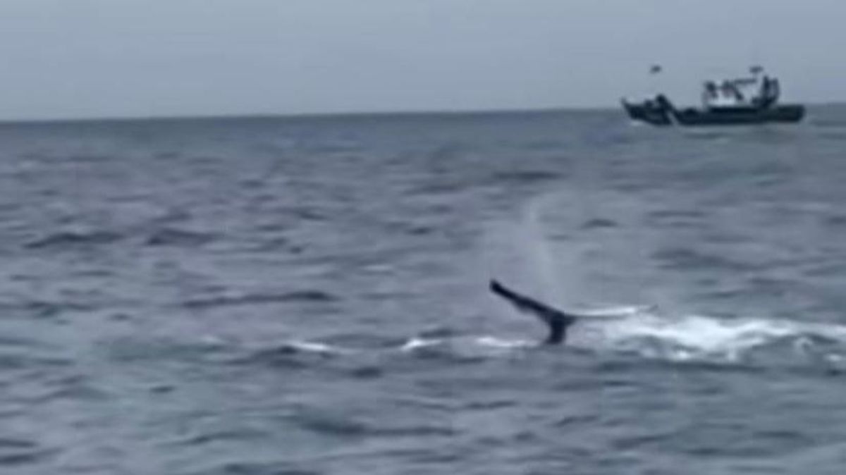 Avistada una ballena jorobada desde el puerto de Santoña, en Cantabria