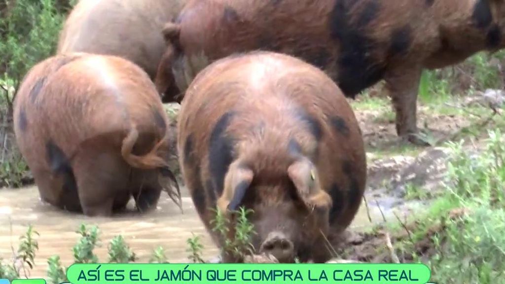 El cerdo ibérico manchado, el más caro y exclusivo del mundo