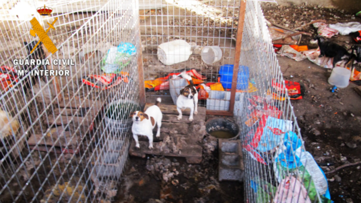 El Seprona localiza 15 perros en una perrera que vivían en condiciones peligrosas y antihigiénicas en Peñaparda (Salamanca)