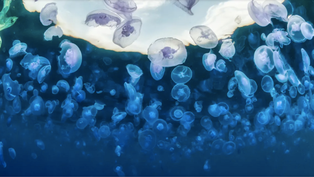 Las medusas invaden la cala Montjoi de Roses, el enclave de elbulli1846 de Ferran Adrià