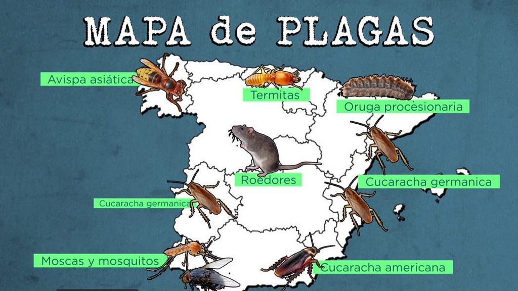 Aumentan las plagas en España: los motivo y cómo combatirlas