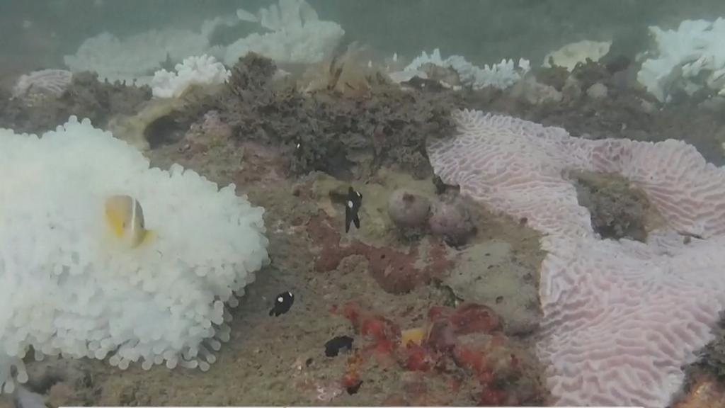 Alerta por el blanqueamiento masivo de corales a nivel mundial: estrés por el calentamiento del agua