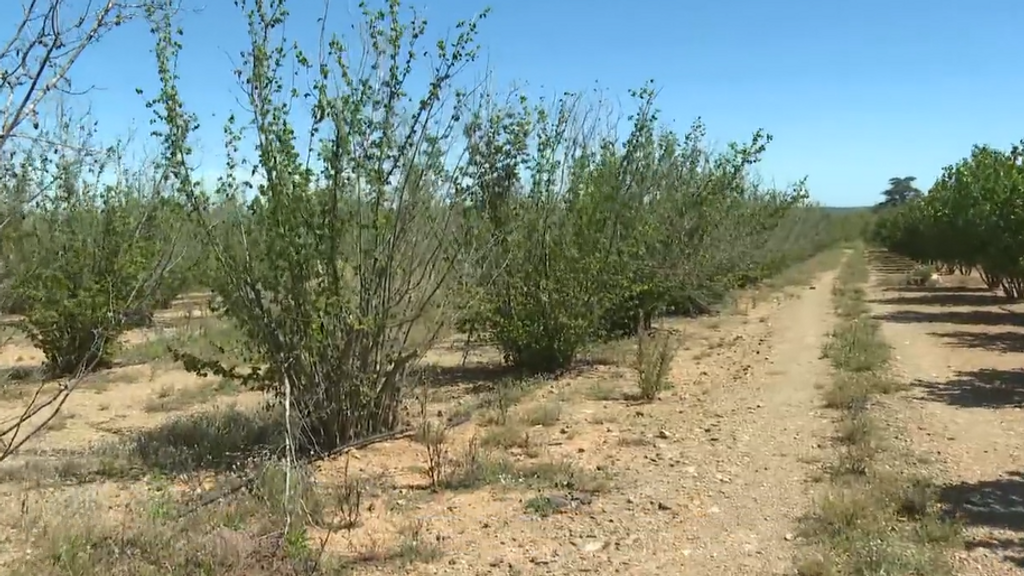 Descenso en la producción de avellanas en España: la falta de lluvias como principal causa