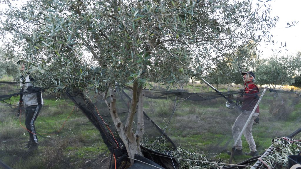 Dos agricultores recogen las aceitunas de los olivos