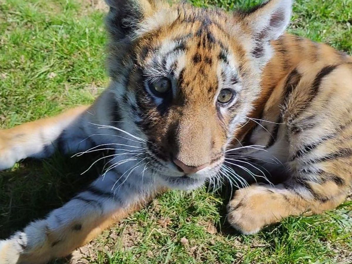 Así se salvó Greta de una muerte segura en un centro de fauna de Paderne, A  Coruña