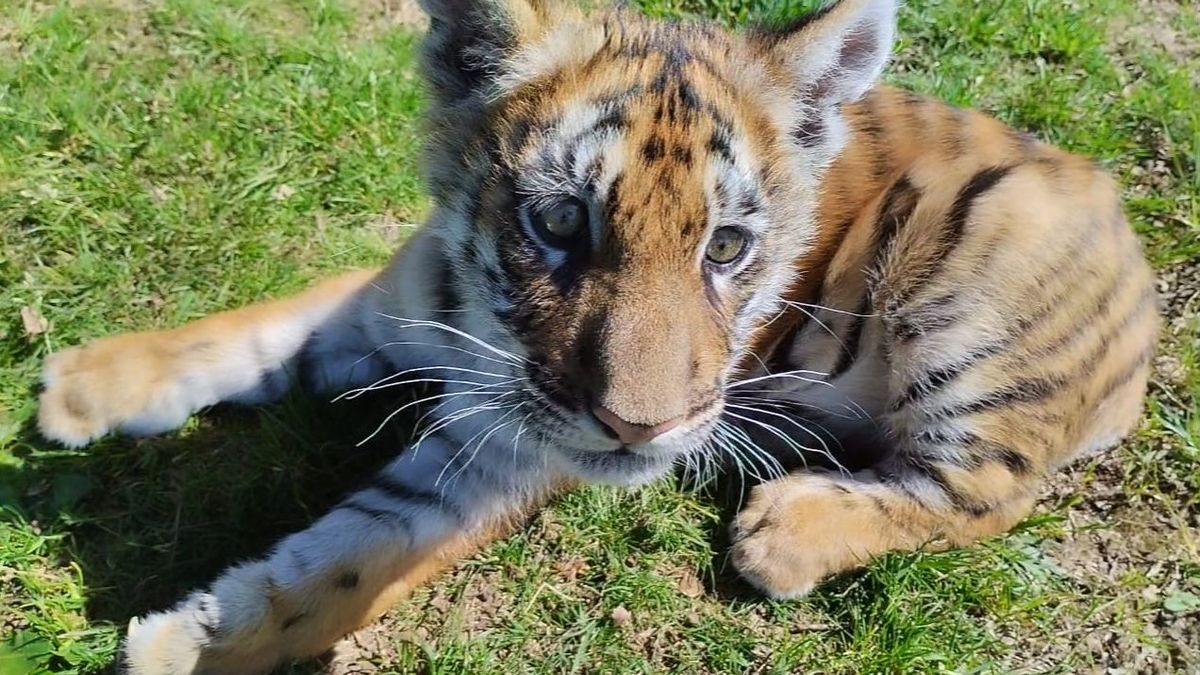 Greta es una tigresa de bengala que iba a ser desahuciada por su madre al nacer