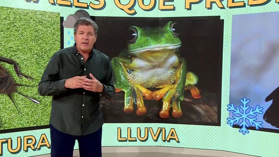 Las ranas: lluvia