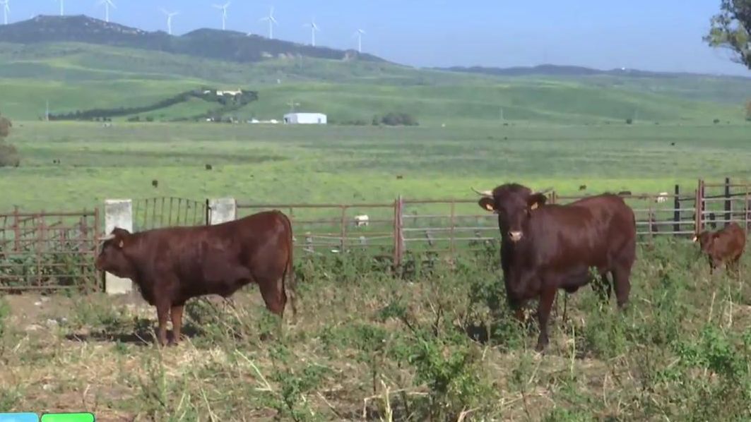 Las vacas: lluvias y viento de levante