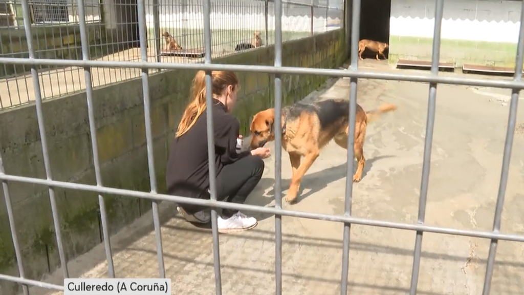 Galicia dará ayudas para la adopción de animales de refugios: 150 euros por perro y 125 por gato