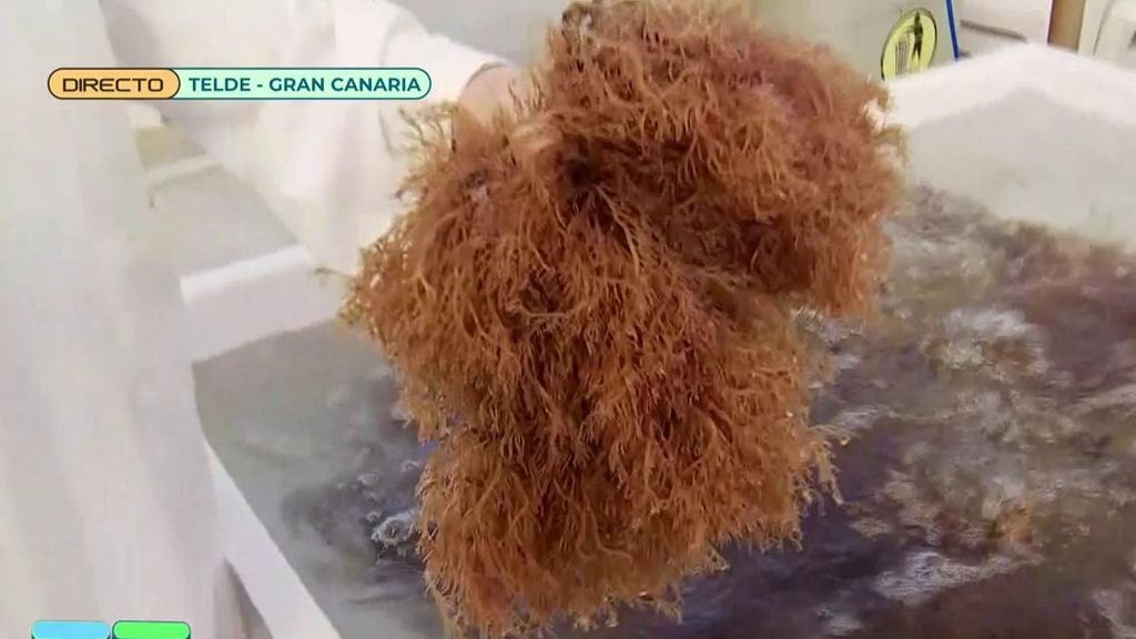 Así se cultivan las algas marinas que llegan a los mejores restaurantes de España