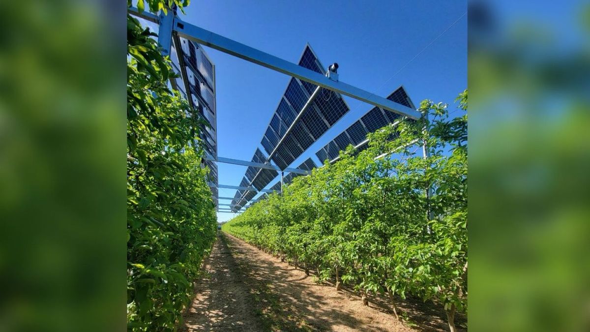 La energía agrovoltaica, a prueba en Cataluña: instalan paneles solares en fruteros de Mollerussa