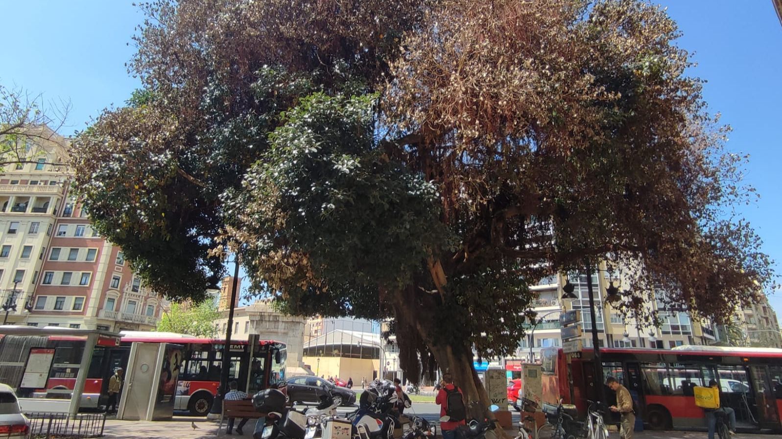El ficus está situado en la Plaza de España