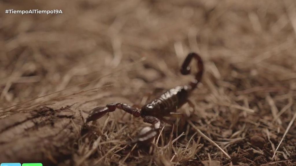 Arranca la temporada de escorpiones: dónde se esconden y qué hacer si nos pica uno