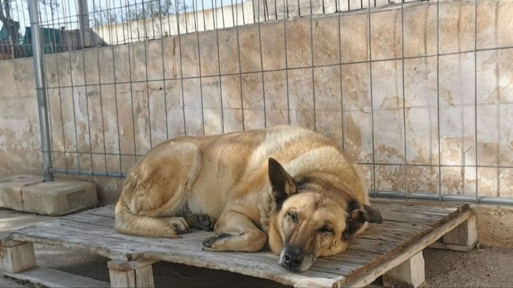 Dingo, el perro que llevaba 11 años en una protectora, ya tiene un nuevo hogar