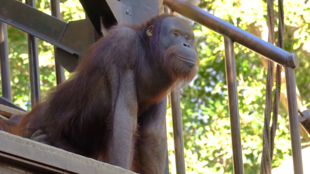 Así es 'Popo': el nuevo macho de orangután que acaba de llegar a Bioparc Fuengirola