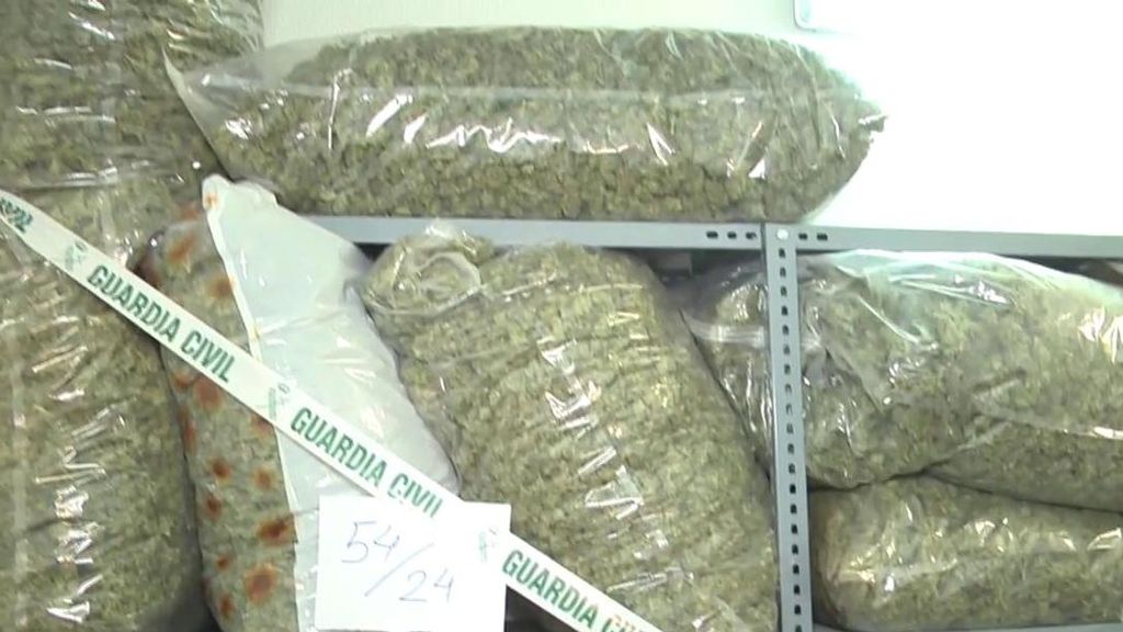 Exclusiva | ‘Tiempo al tiempo’ accede al almacén de marihuana de la Guardia Civil en Granada: dos plantaciones desmanteladas al día