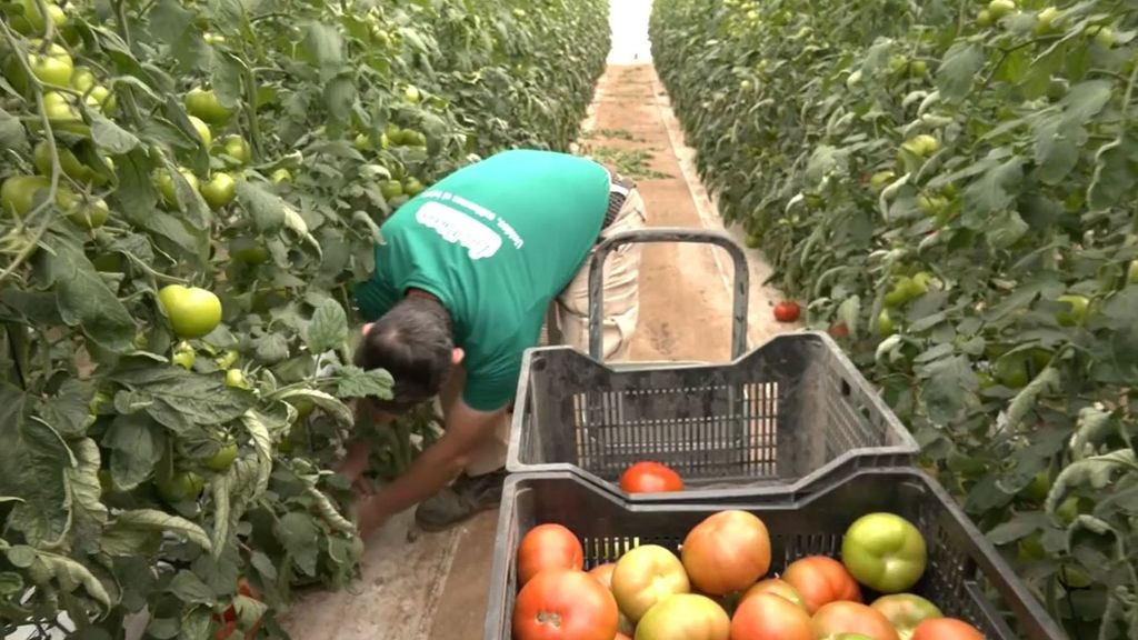 Los tomates, cada vez más prematuros: así los recogen a toda prisa en Sevilla