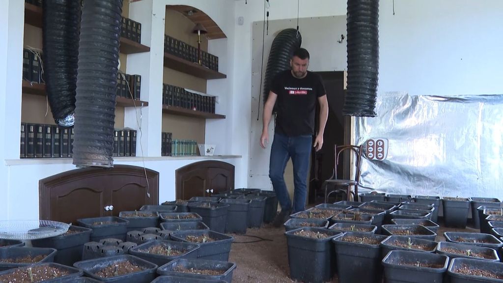 Vaciados, la empresa que despeja pisos convertidos en plantaciones de marihuana