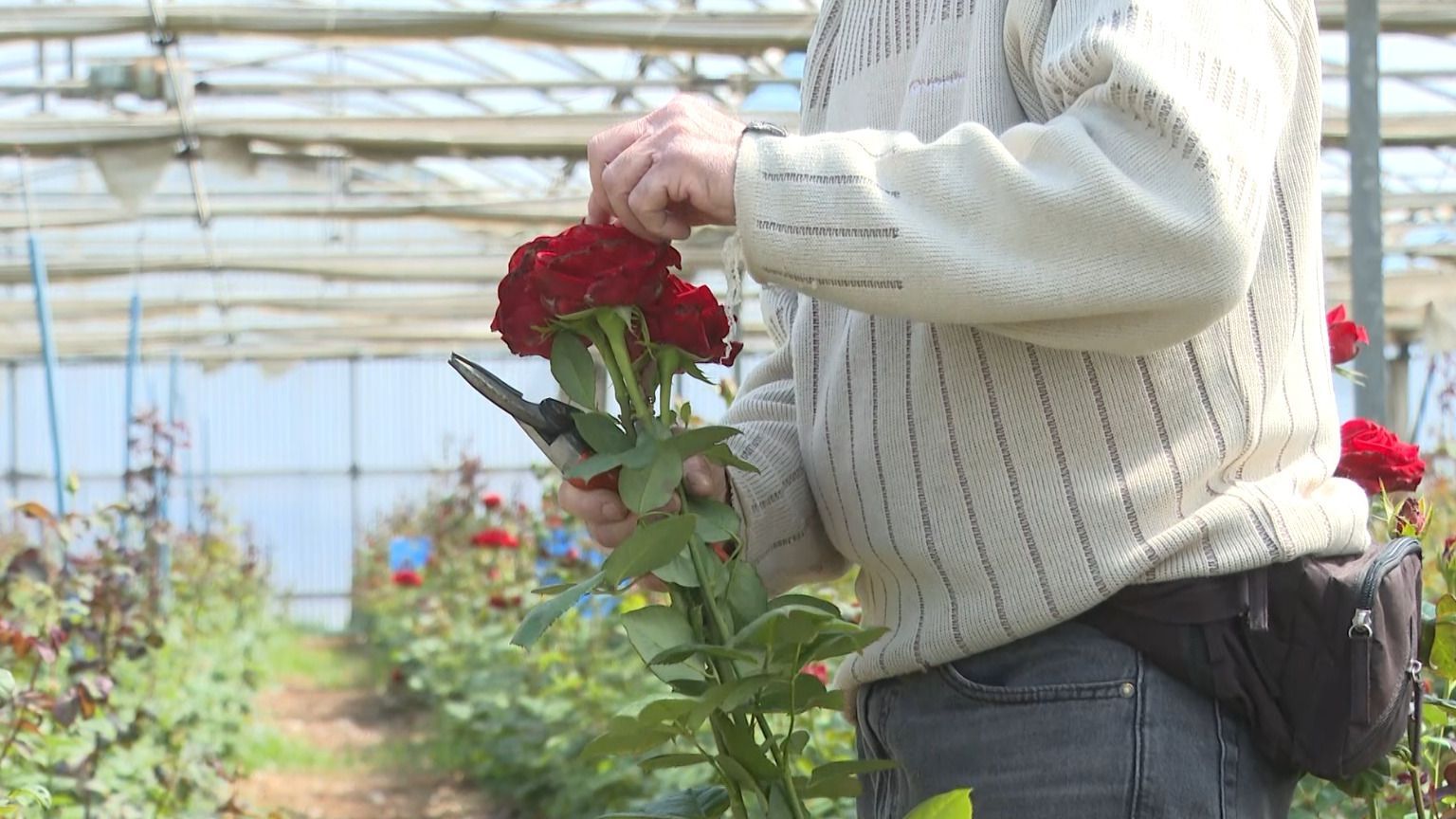 Josep Pons, el único productor de rosas en Cataluña
