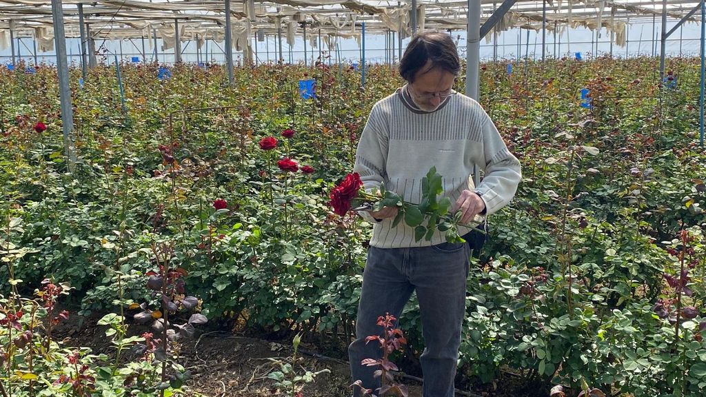 Josep Pons, el único productor de rosas en Cataluña