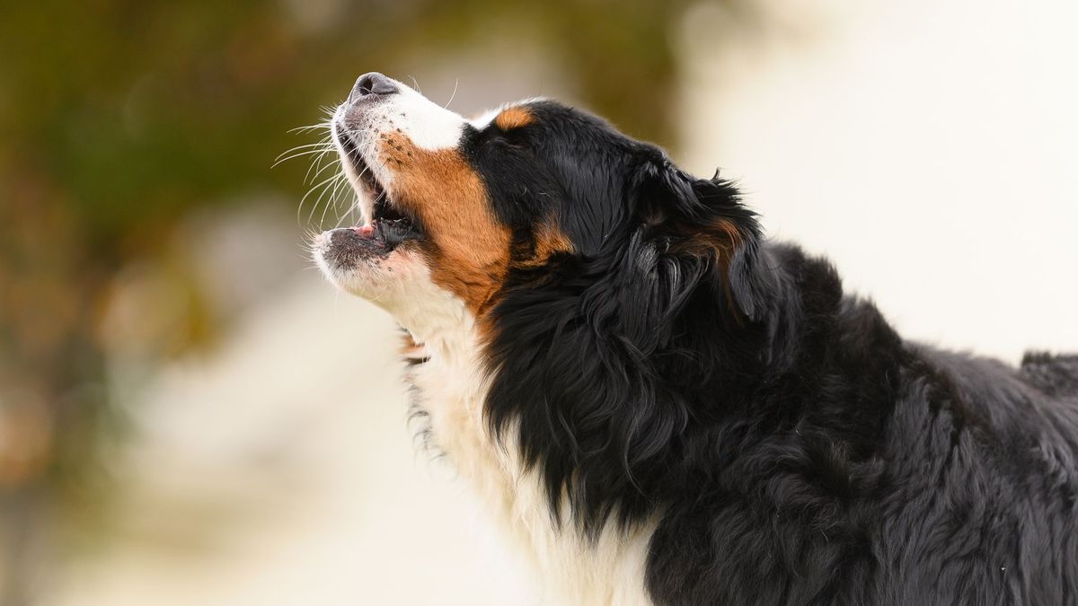 Los perros a veces ladran sin razón