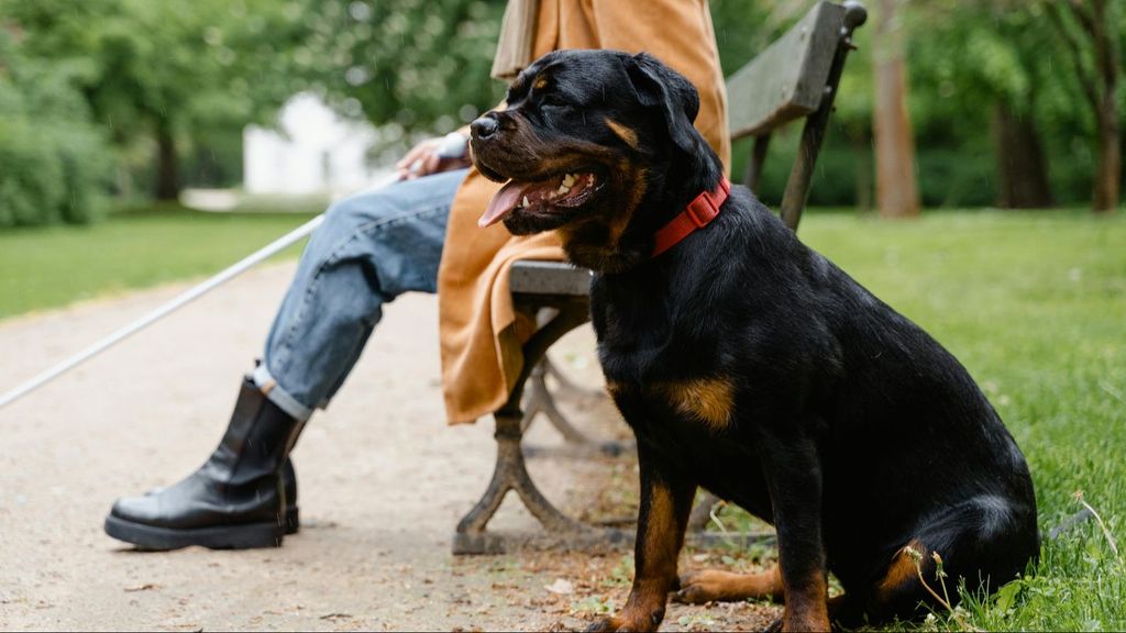 La importancia de los perros guía y otros profesionales caninos que trabajan al lado de los humanos