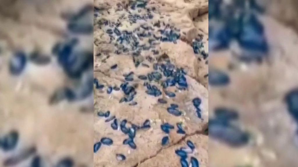 Alerta por la invasión de unas curiosas medusas ‘azules’ en el mediterráneo: ¿Son peligrosas?