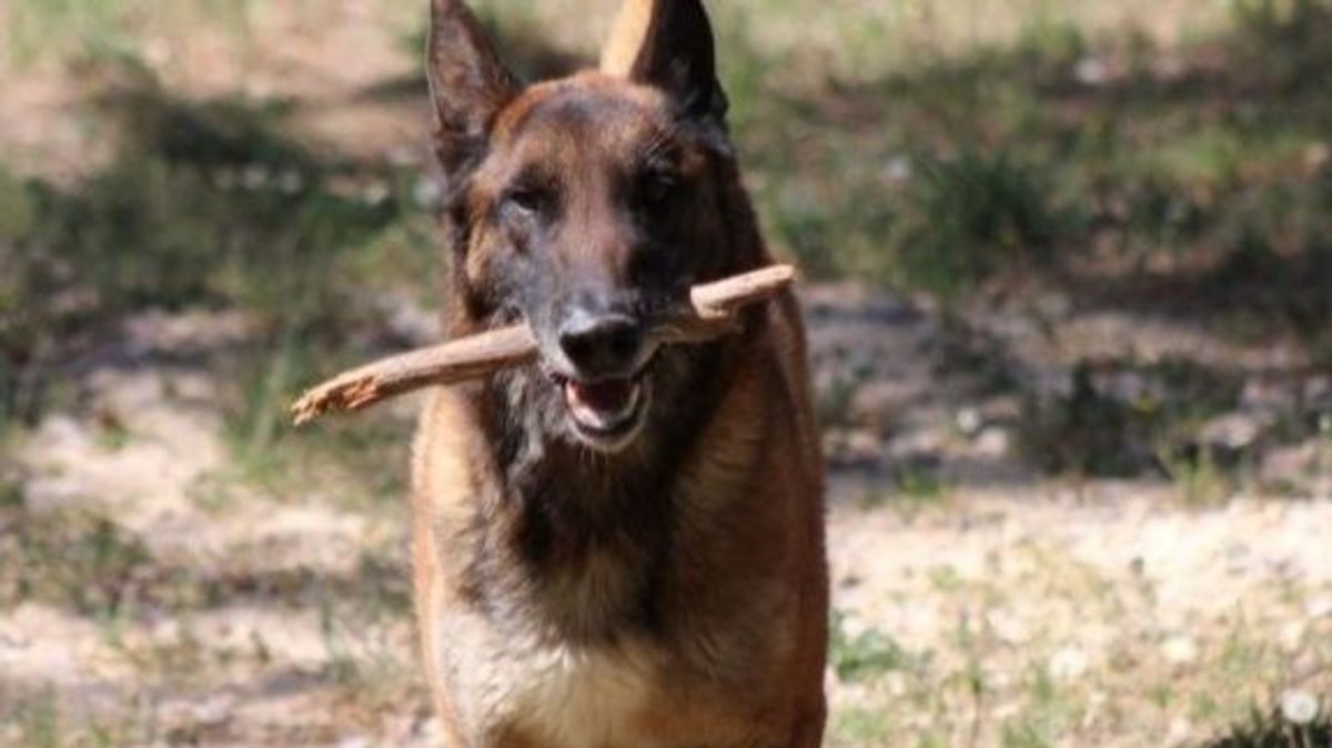 Leno, un agente canino jubilado