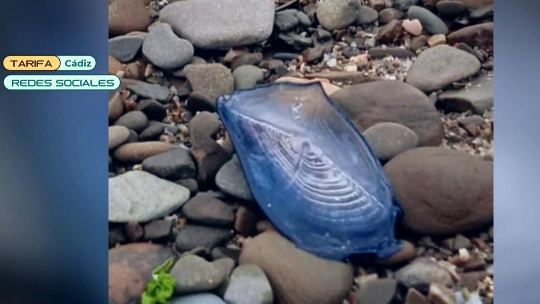 Una de las medusas velero, en Cádiz