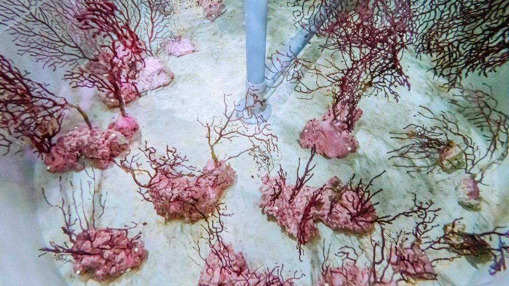 La gorgonia roja es un organismo clave para mejorar la gestión y conservación en las reservas marinas