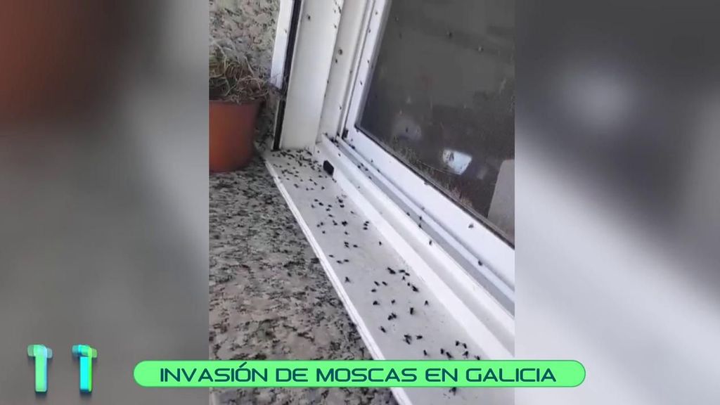 Plaga de moscas en tomiño, Pontevedra