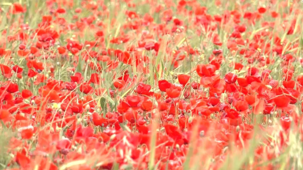 Amapolas en Granada