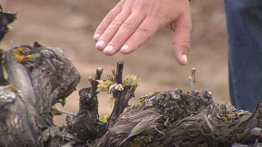 Las bajas temperaturas provocan siniestros por helada en casi 8.000 hectáreas de viñedos de Ribera del Duero y Rueda