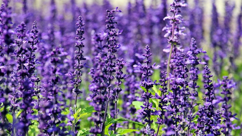 Lavanda.