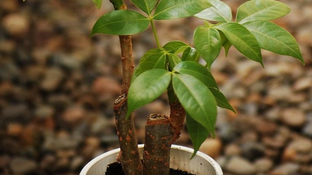 Árbol del dinero.