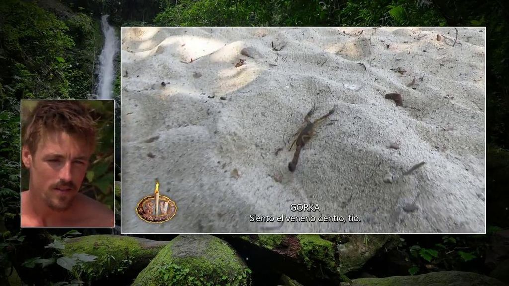 El escorpión que picaba a Gorka en la playa