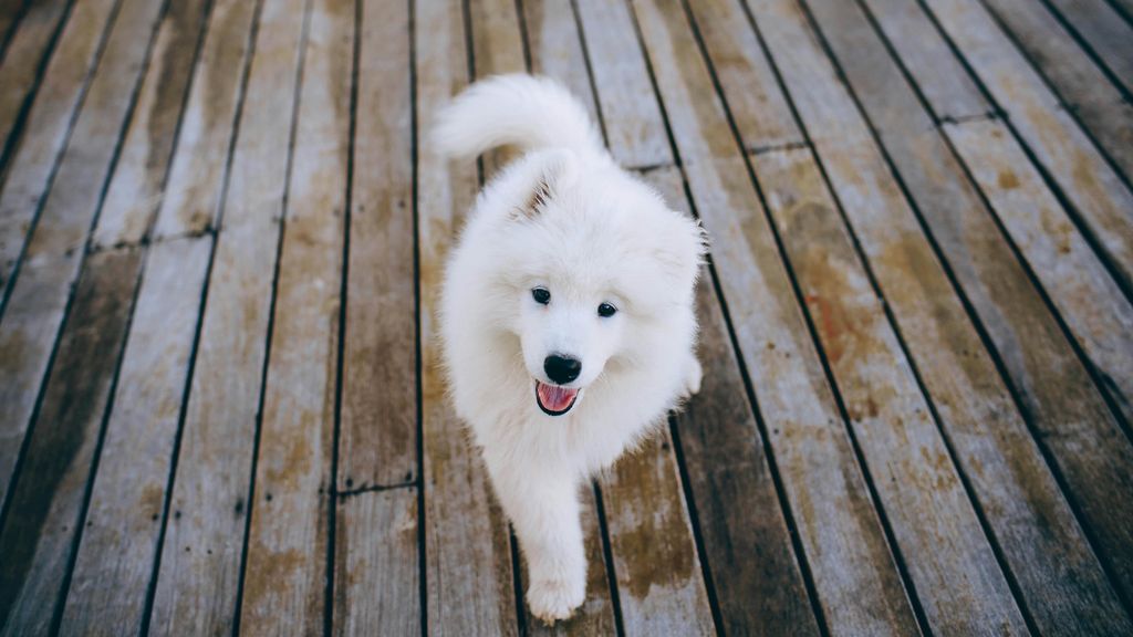 Samoyedo