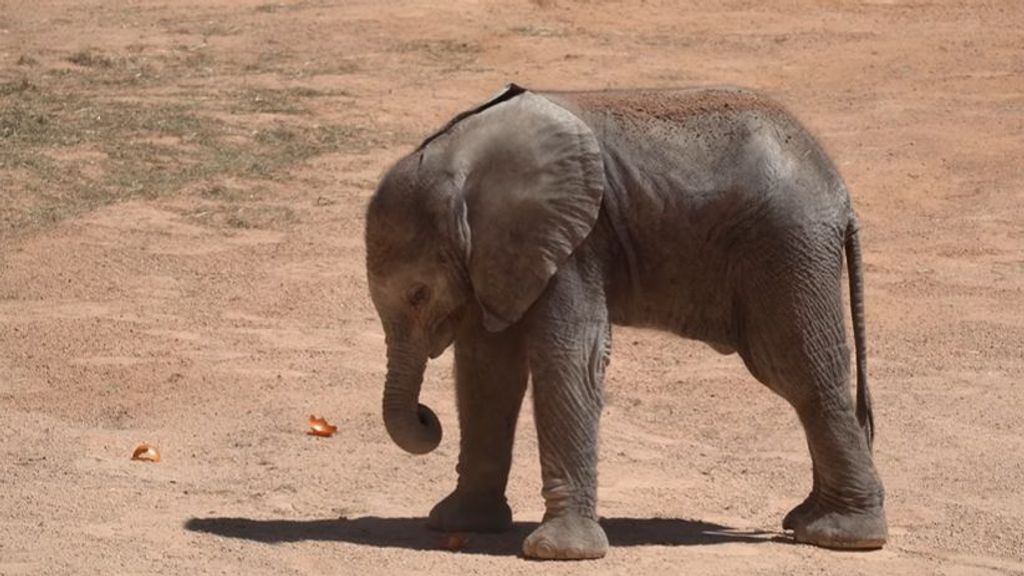 El elefante de Valencia que nació el 14 de marzo ya tiene nombre: Malik