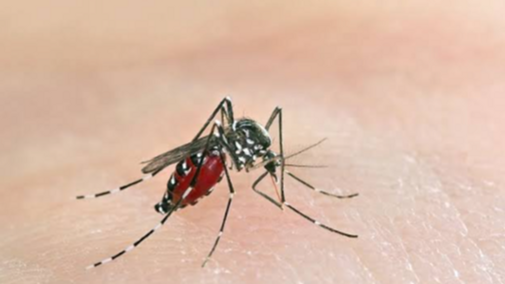 La bacteria que podría ser la solución para la extinción del mosquito que produce dengue en España