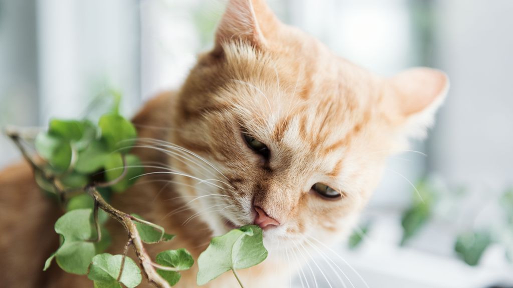 Plantas no tóxicas gatos
