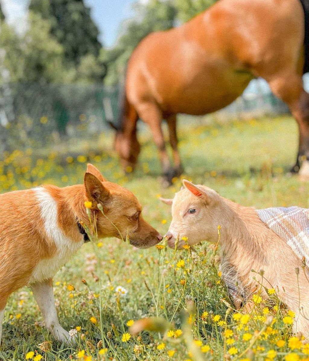 Borbón convive en el refugio con otros 150 animales