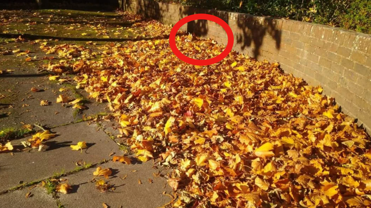 La solución es un lindo zorrito que se encuentra descansando entre las hojas