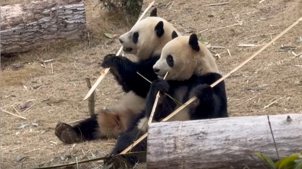 Llega la nueva pareja de pandas al Zoo Aquarium Madrid: “Tenemos que ser muy pacientes y flexibles”
