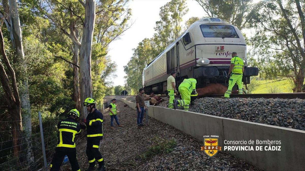 Operarios de Adif y Bomberos retirando las vacas arrolladas por el tren en Jimena.